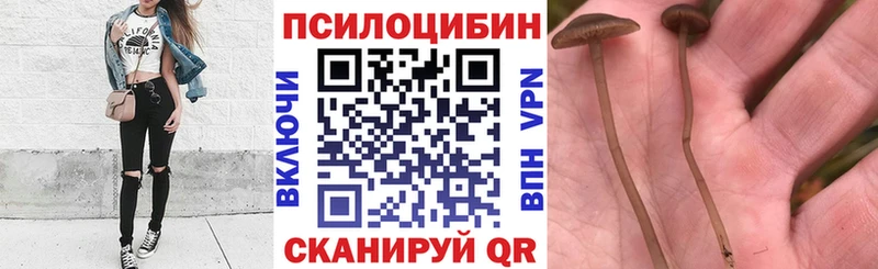 как найти закладки  Киселёвск  Галлюциногенные грибы Magic Shrooms 
